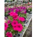 Petunias - various sizes